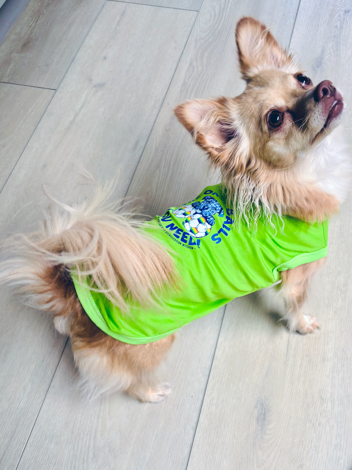 Morocco Mutt Mission Doggy Tees